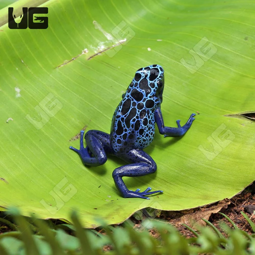 Adult Blue Azureus Tinctorius Dart Frog - Image 3