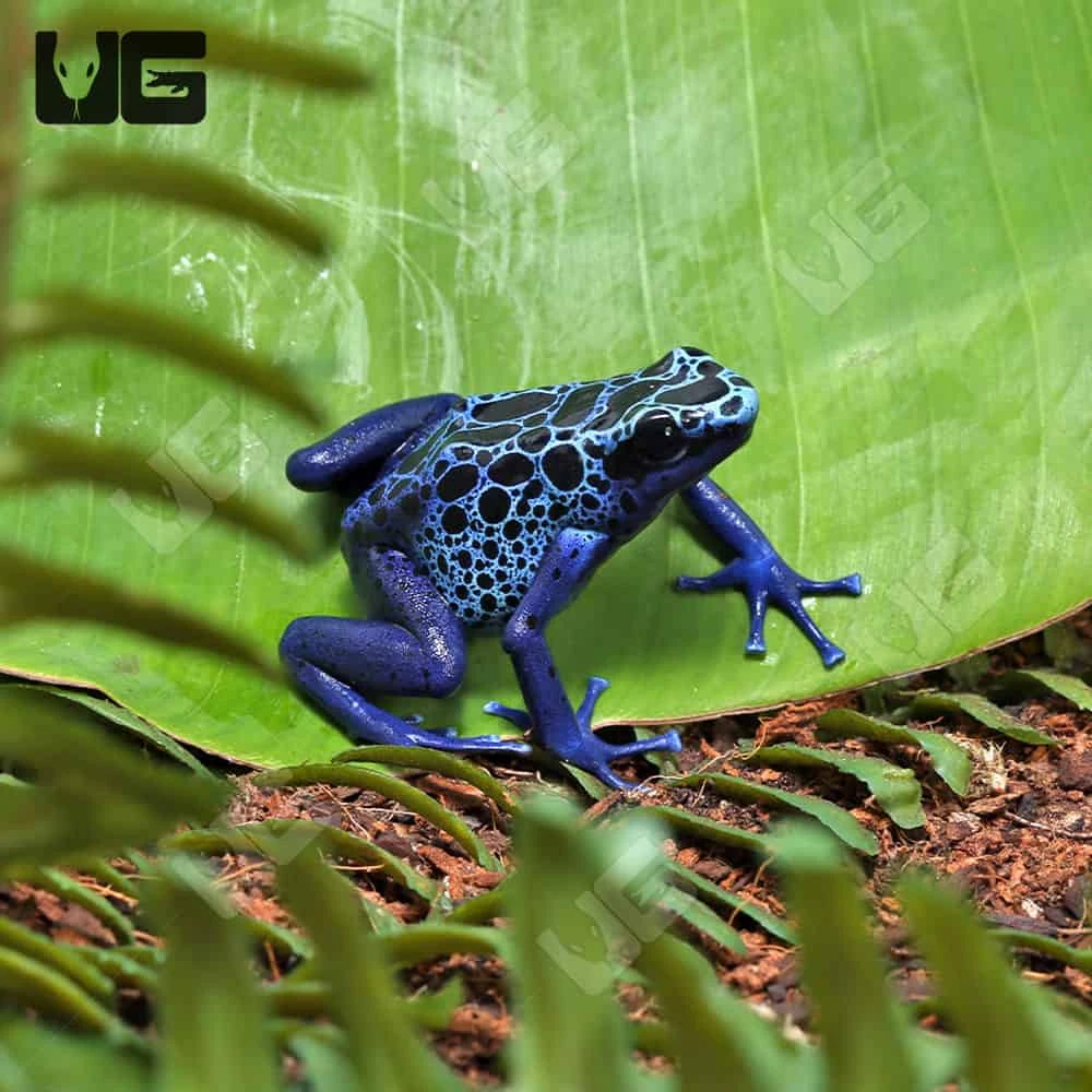 Adult Blue Azureus Tinctorius Dart Frog - Image 4