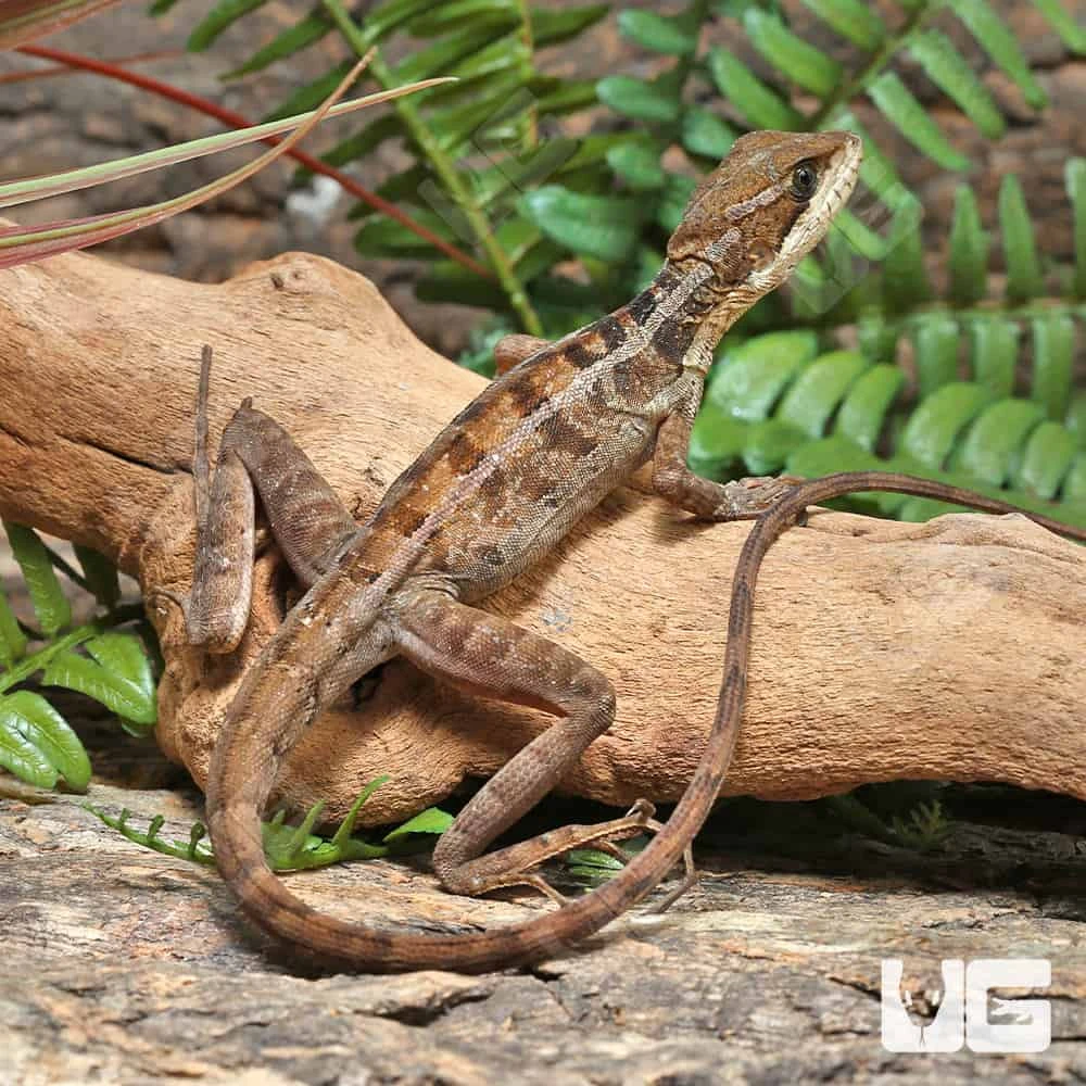 Brown Basilisk - Image 3