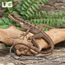 Brown Basilisk
