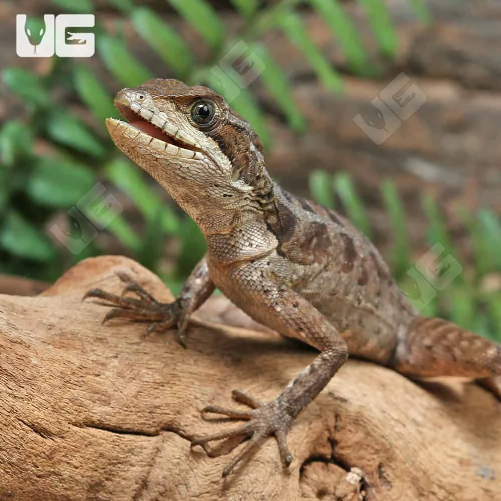 Brown Basilisk - Image 2