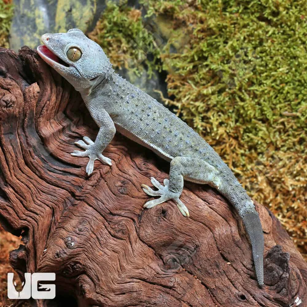 Green Codom Tokay Gecko - Image 2