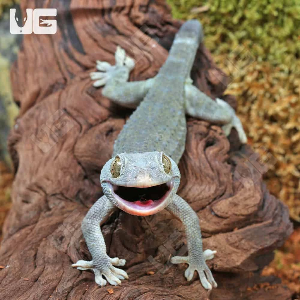 Green Codom Tokay Gecko - Image 4