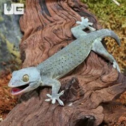 Green Codom Tokay Gecko