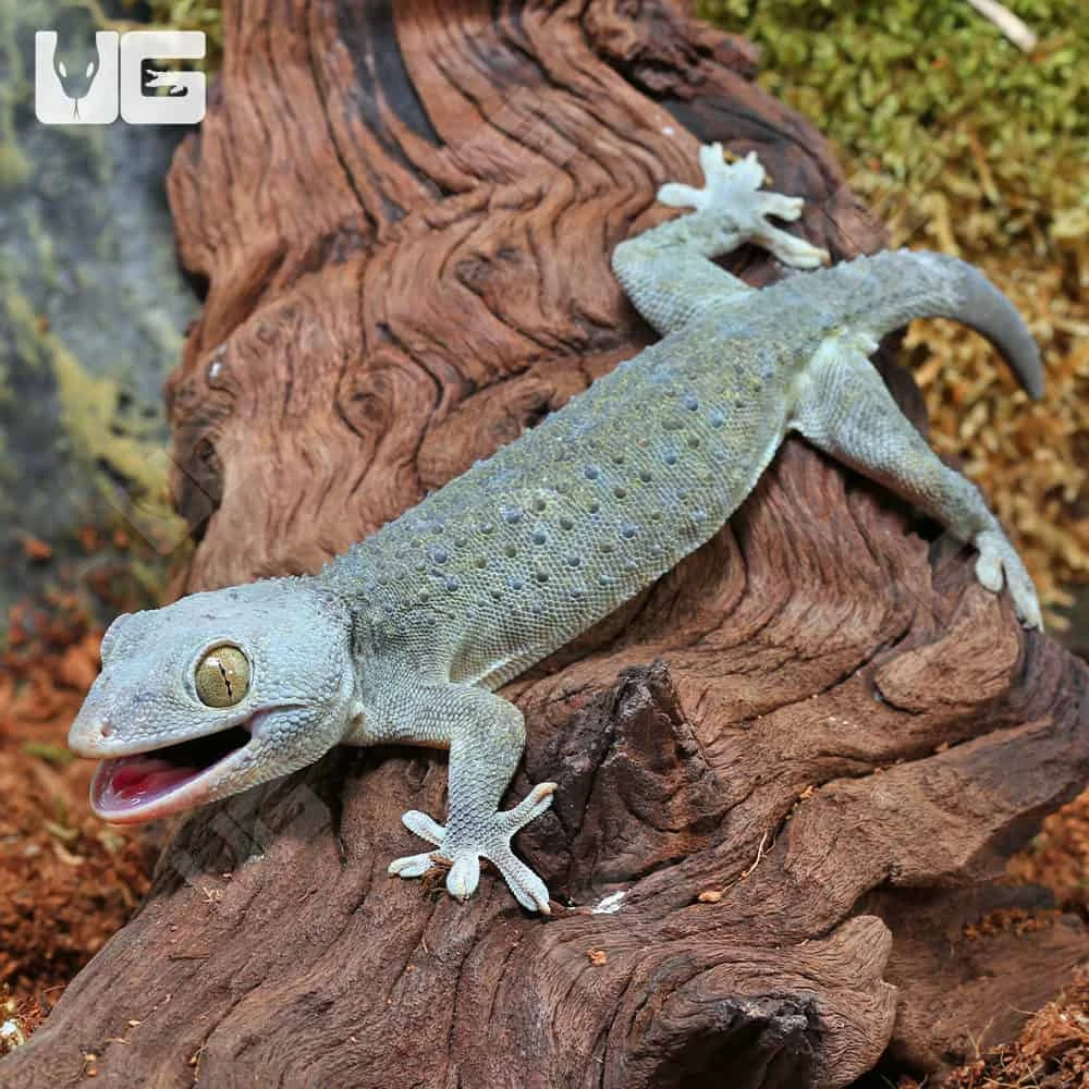 Green Codom Tokay Gecko