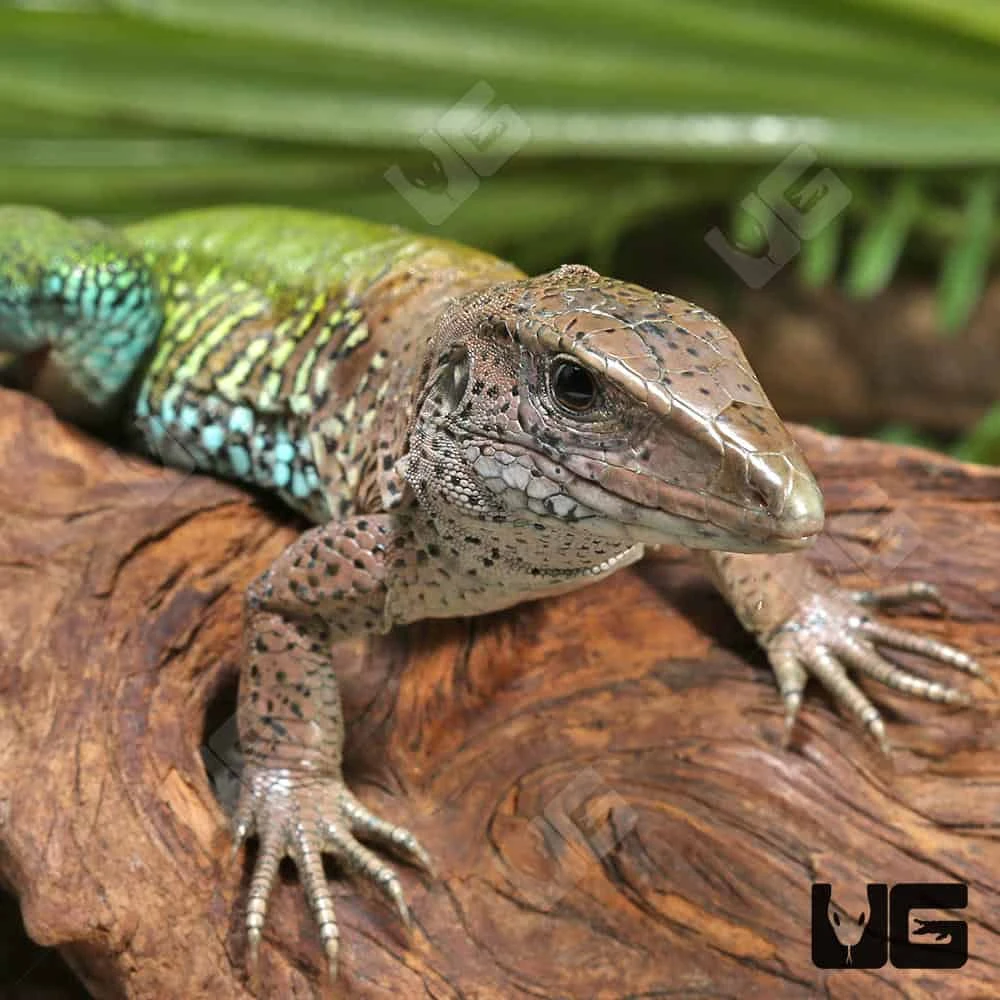 Green Ameiva - Image 2