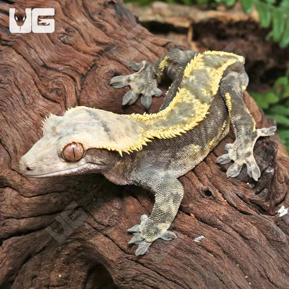 Adult Male Harlequin Tailless Crested Gecko - Image 3