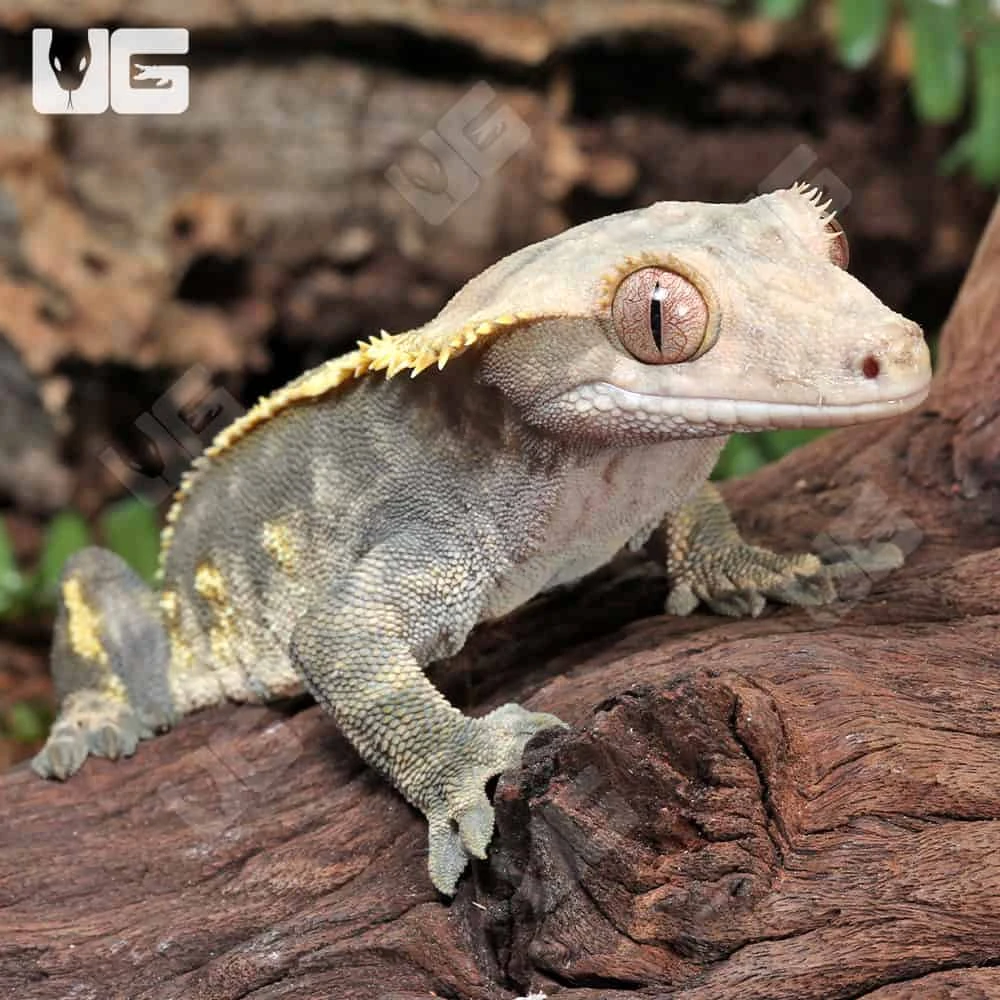 Adult Male Harlequin Tailless Crested Gecko - Image 4
