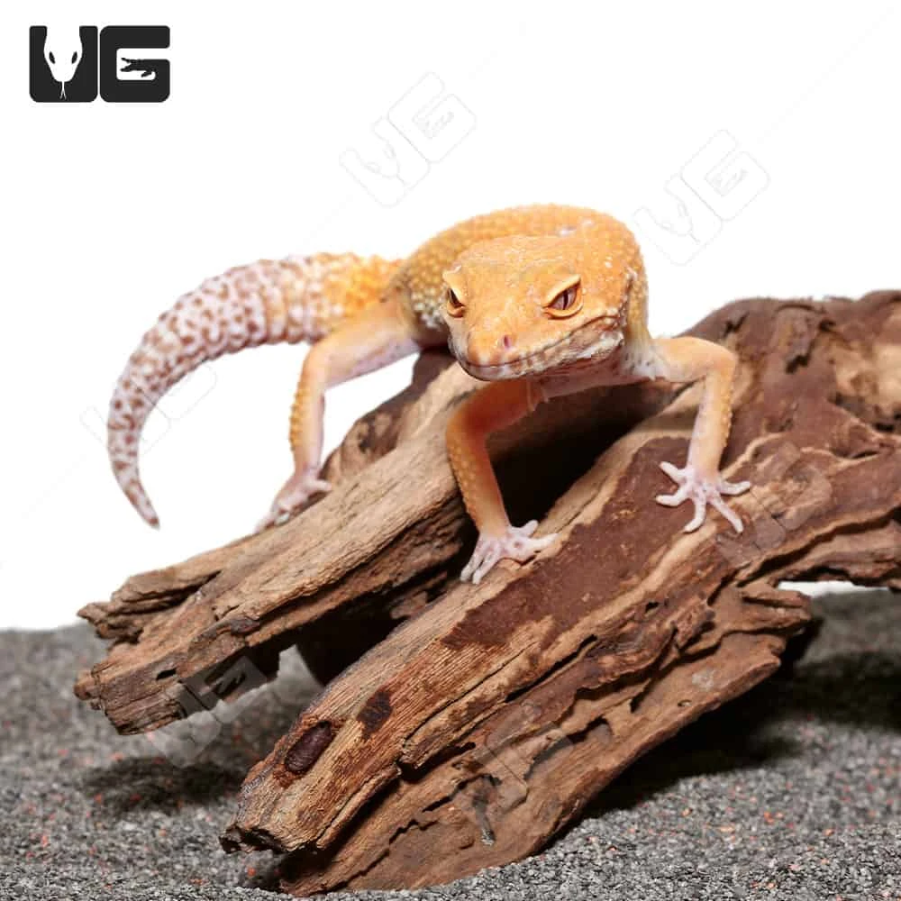 Adult Hypo Albino Leopard Gecko - Image 3