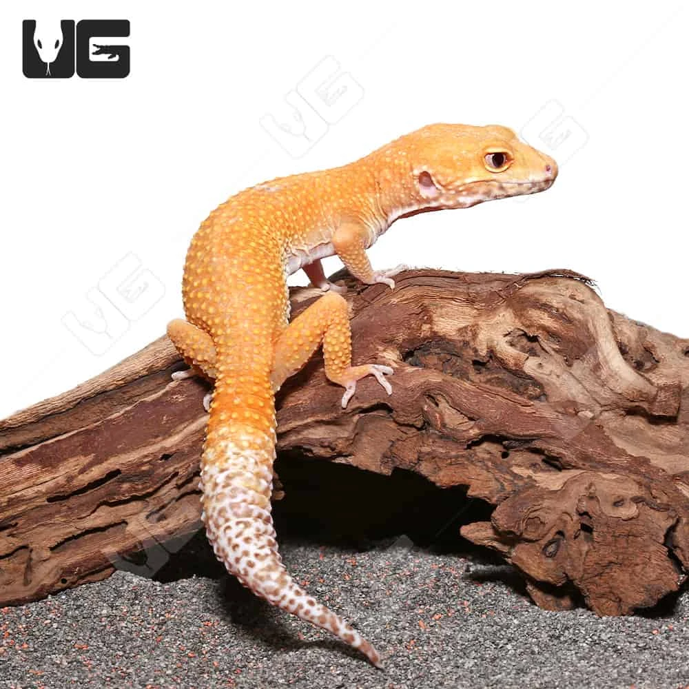 Adult Hypo Albino Leopard Gecko