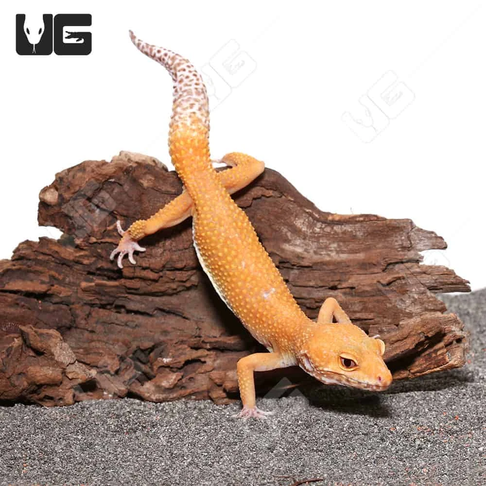 Adult Hypo Albino Leopard Gecko - Image 4