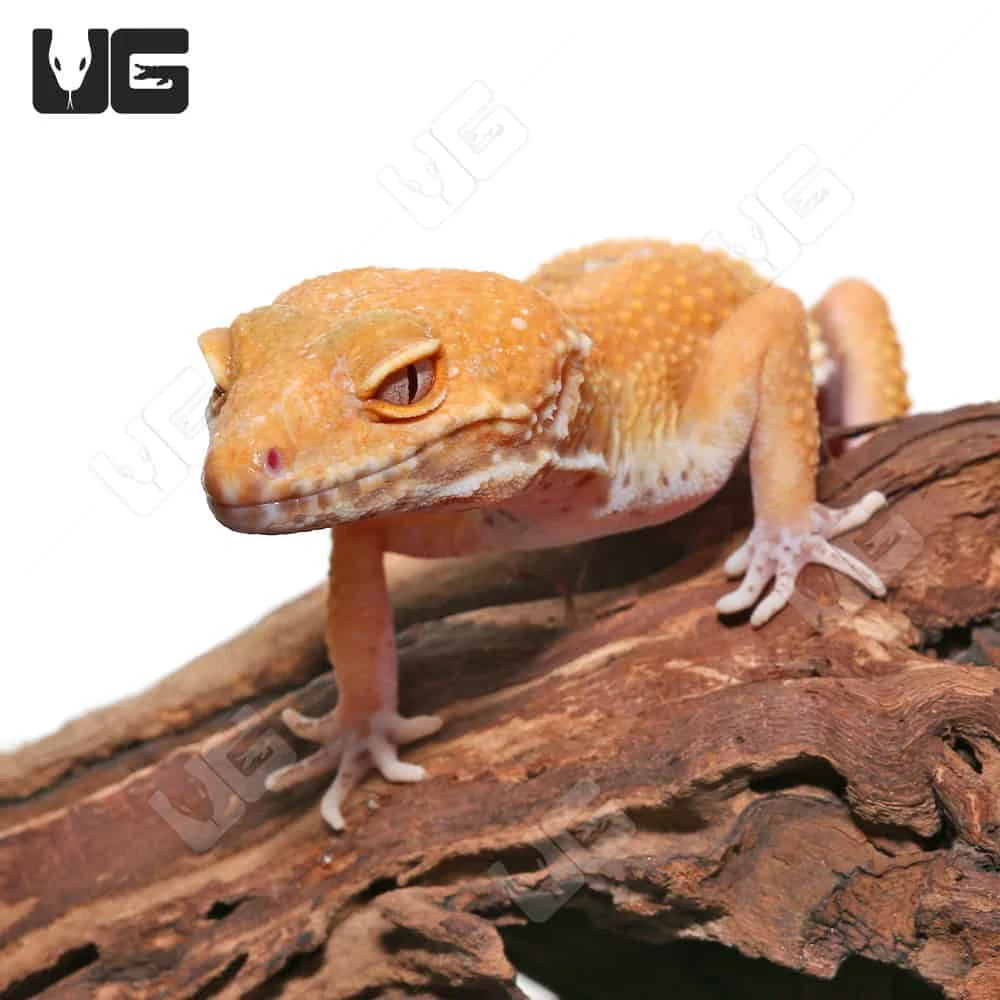 Adult Hypo Albino Leopard Gecko - Image 2