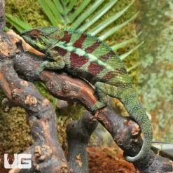 Adult Panther Chameleon