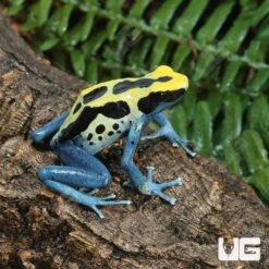 Adult Patricia Tinctorius Dart Frog