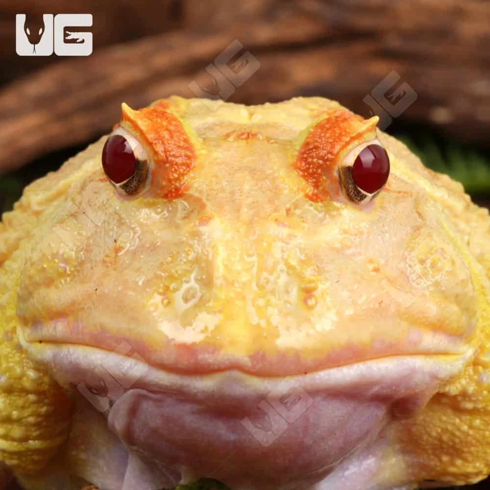 Adult Pikachu Pacman Frog - Image 2