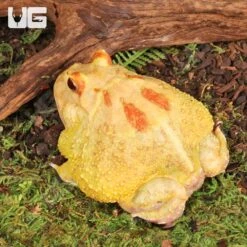 Adult Pikachu Pacman Frog