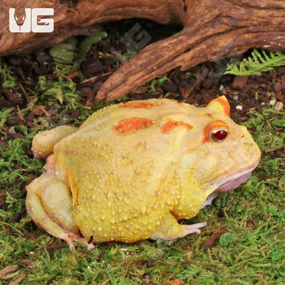 Adult Pikachu Pacman Frog - Image 3