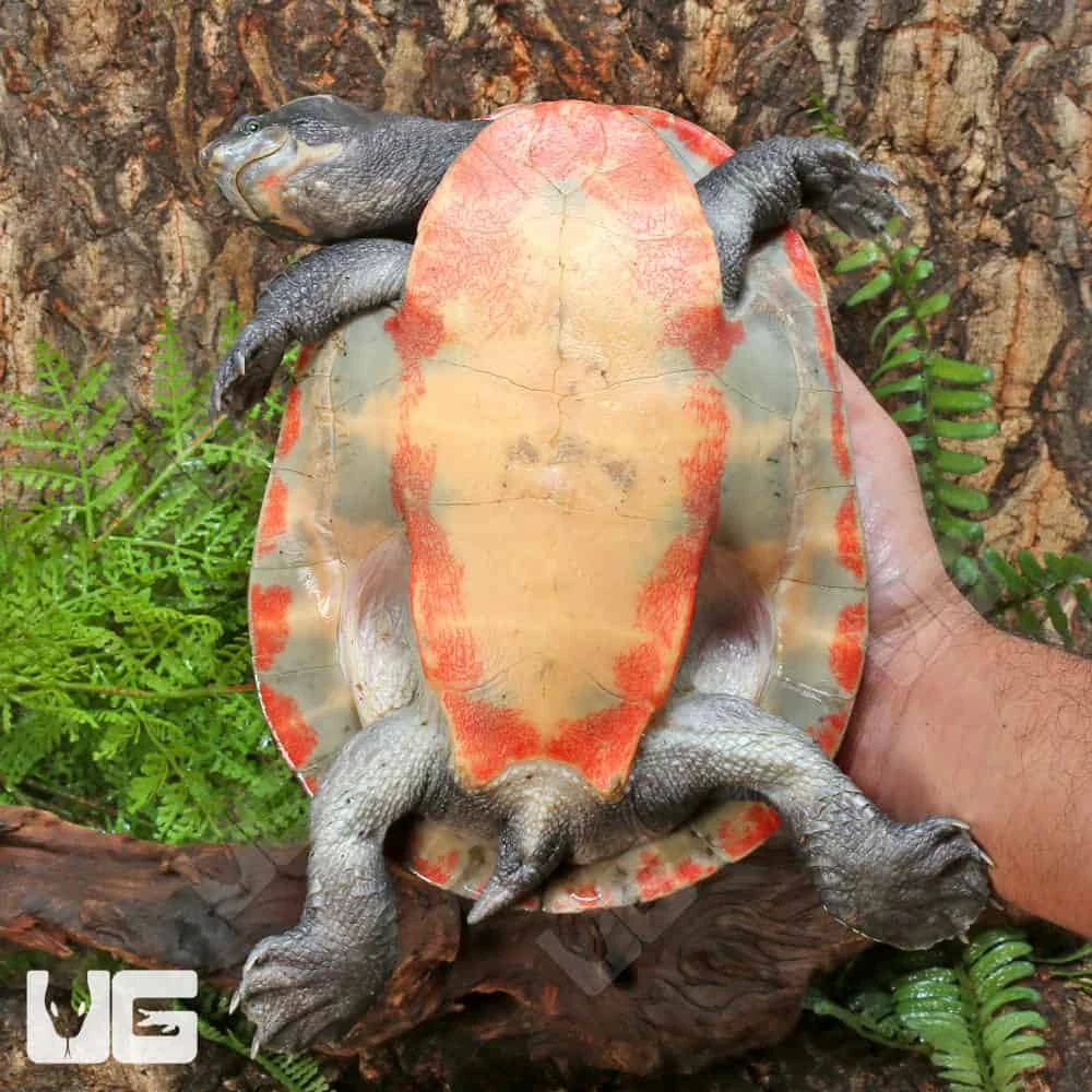Adult Pinkbelly Sideneck Turtle - Image 4