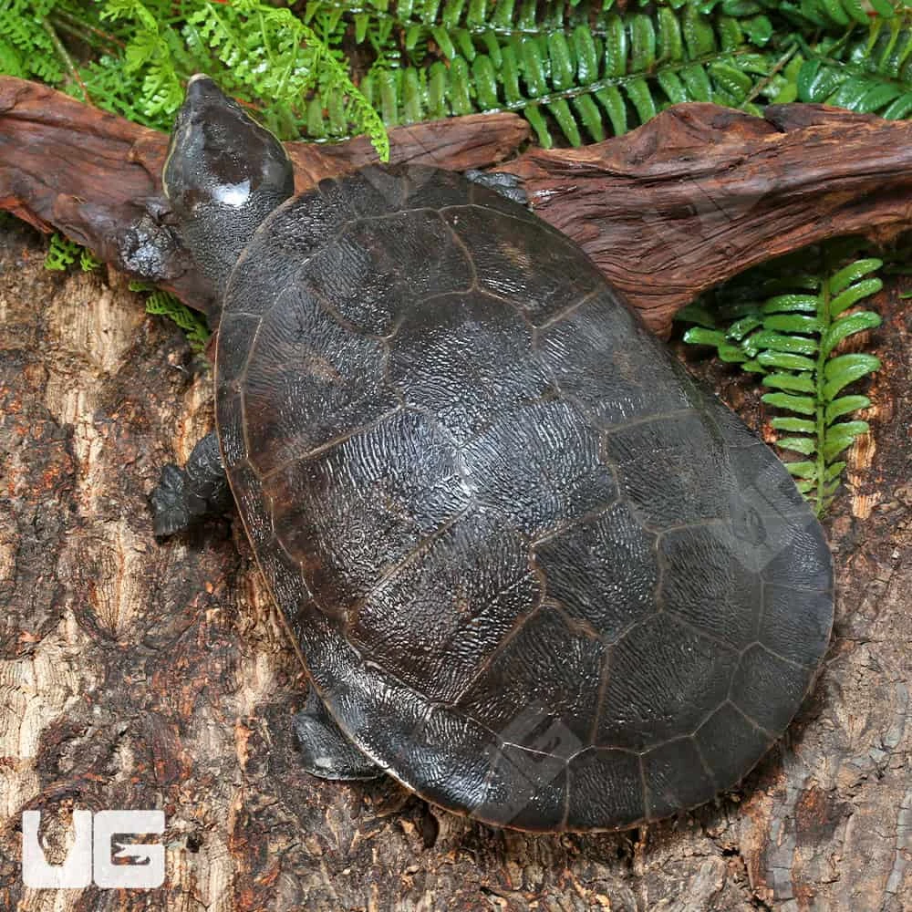 Adult Pinkbelly Sideneck Turtle - Image 3