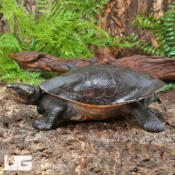 Adult Pinkbelly Sideneck Turtle