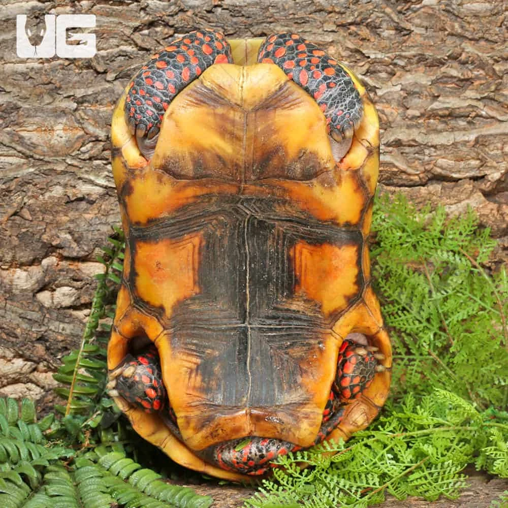 Adult Redfoot Tortoise - Image 4