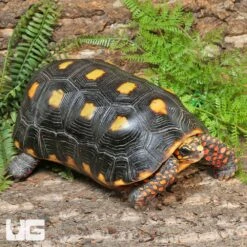 Adult Redfoot Tortoise