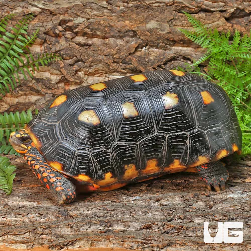 Adult Redfoot Tortoise - Image 3