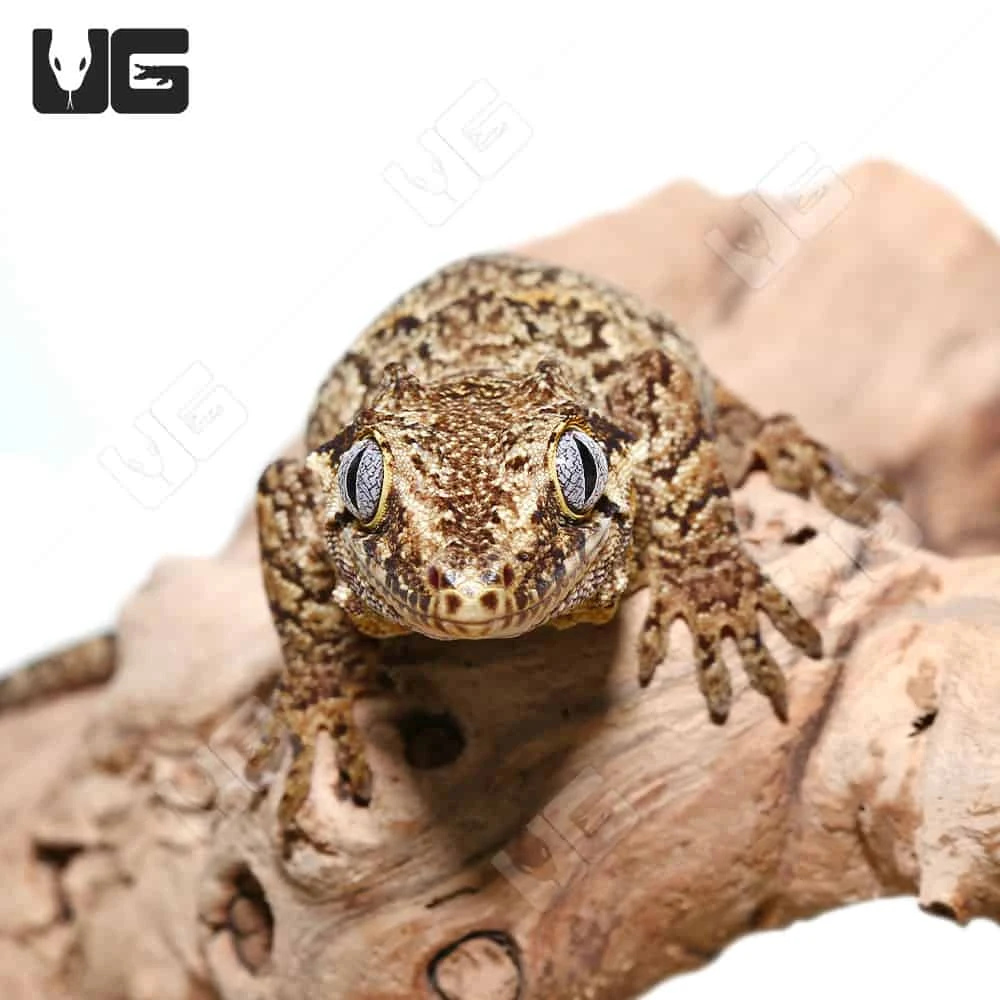 Adult Reticulated Gargoyle Gecko - Image 4