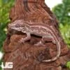 Adult Striped Gargoyle Gecko