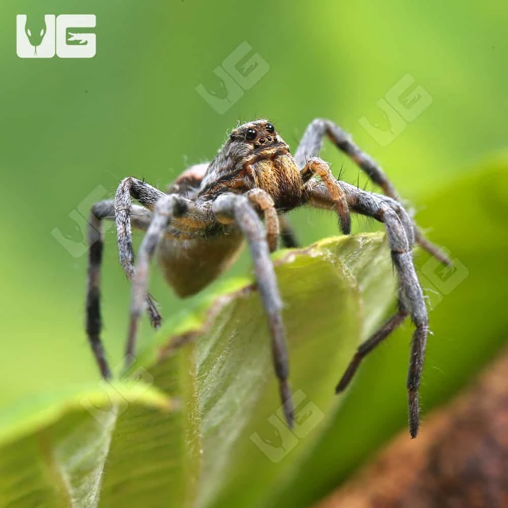 Tucson Wolf Spider (.75 – 1”) - Image 4
