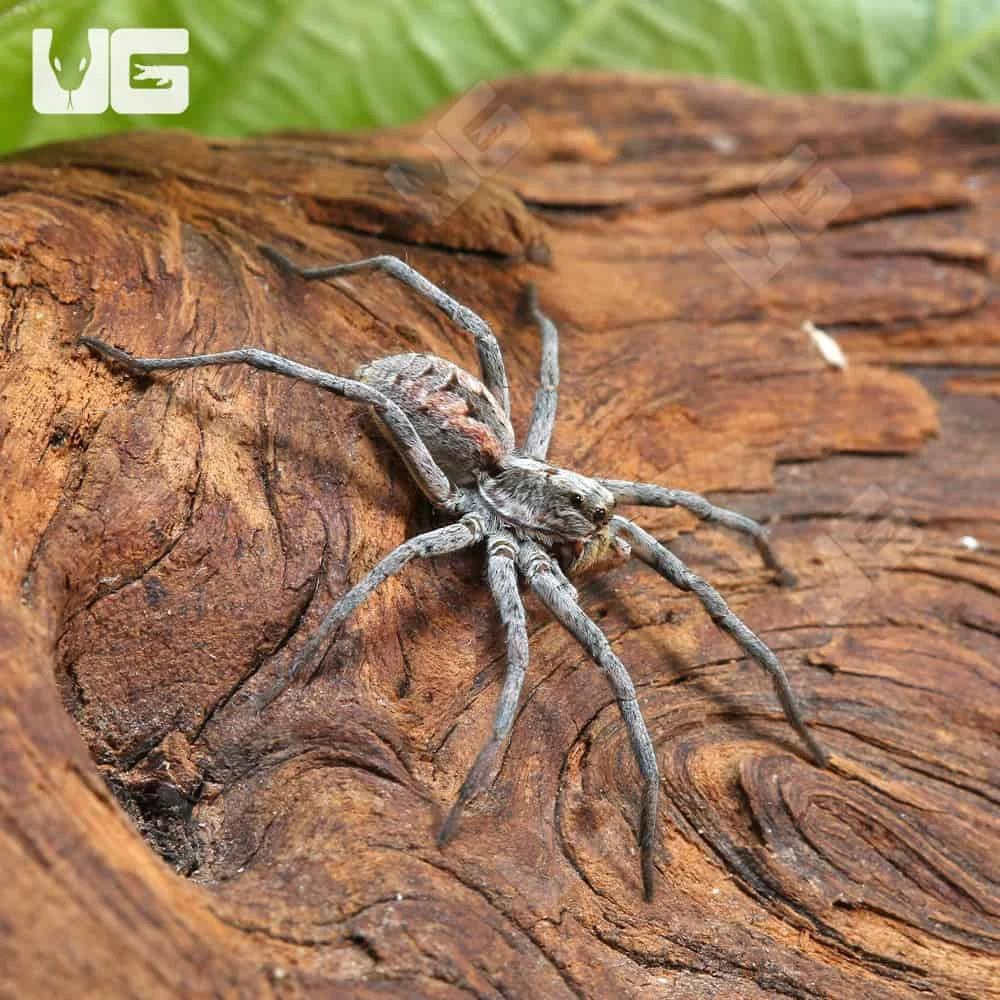 Tucson Wolf Spider (.75 – 1”) - Image 3