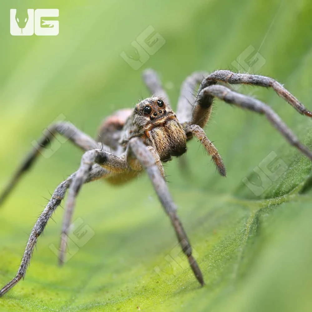 Tucson Wolf Spider (.75 – 1”) - Image 2