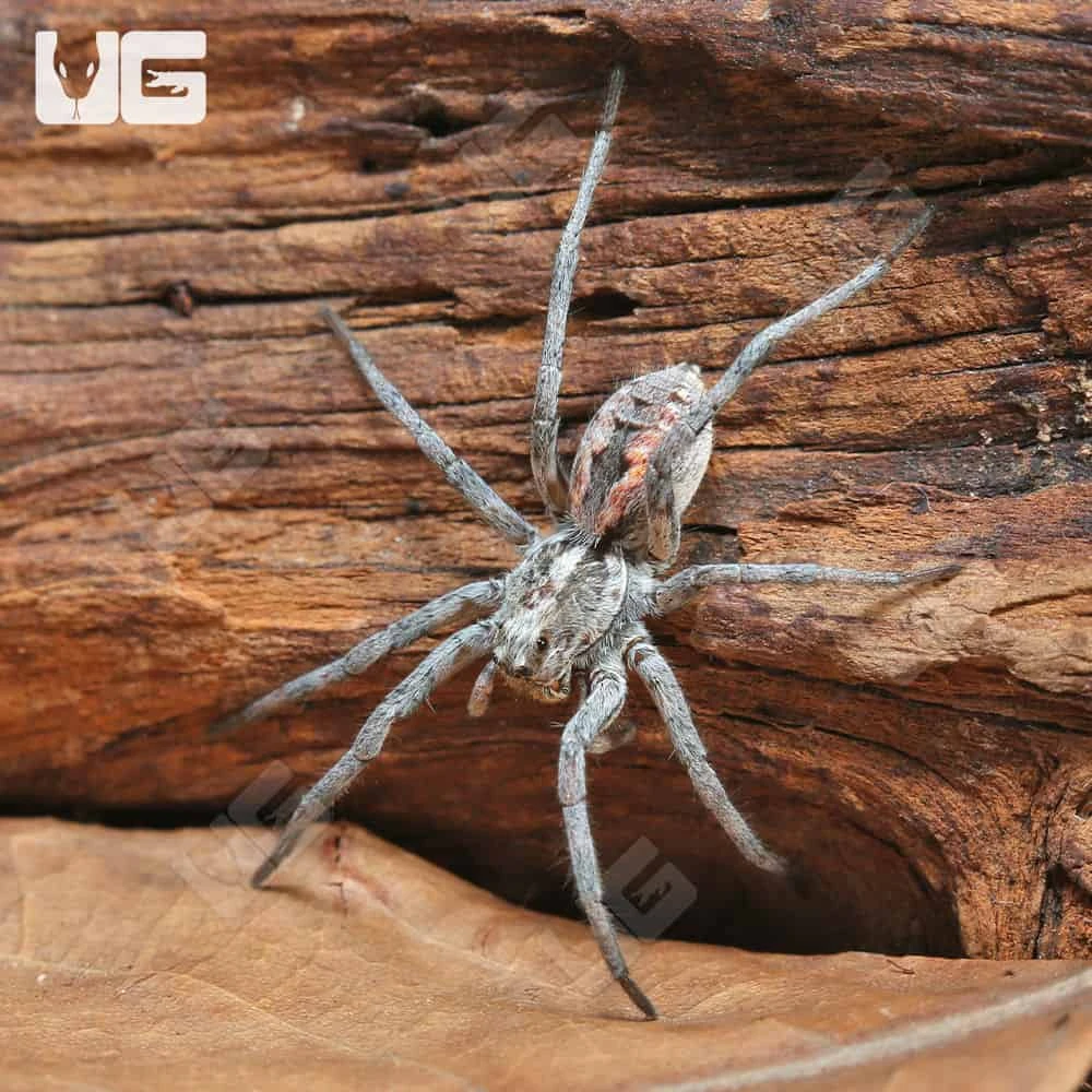 Tucson Wolf Spider (.75 – 1”)