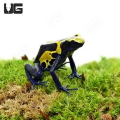 Adult Yellow Sipaliwini Tinctorius Dart Frog