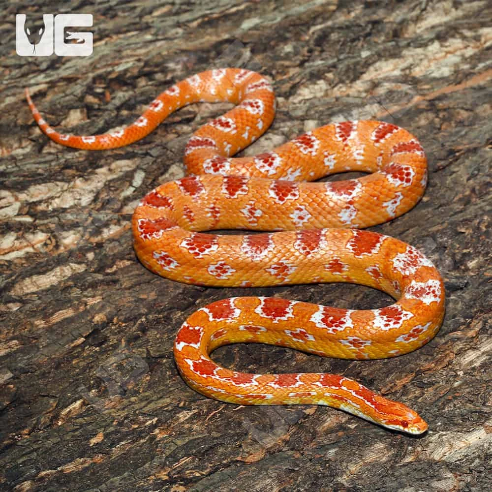 Adult Female Amel Reverse Okeetee Cornsnake