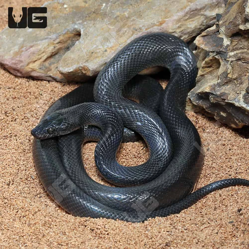 African Black House Snake - Image 4