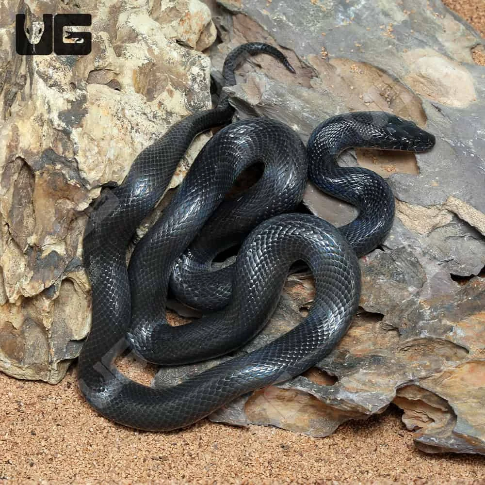 African Black House Snake - Image 3