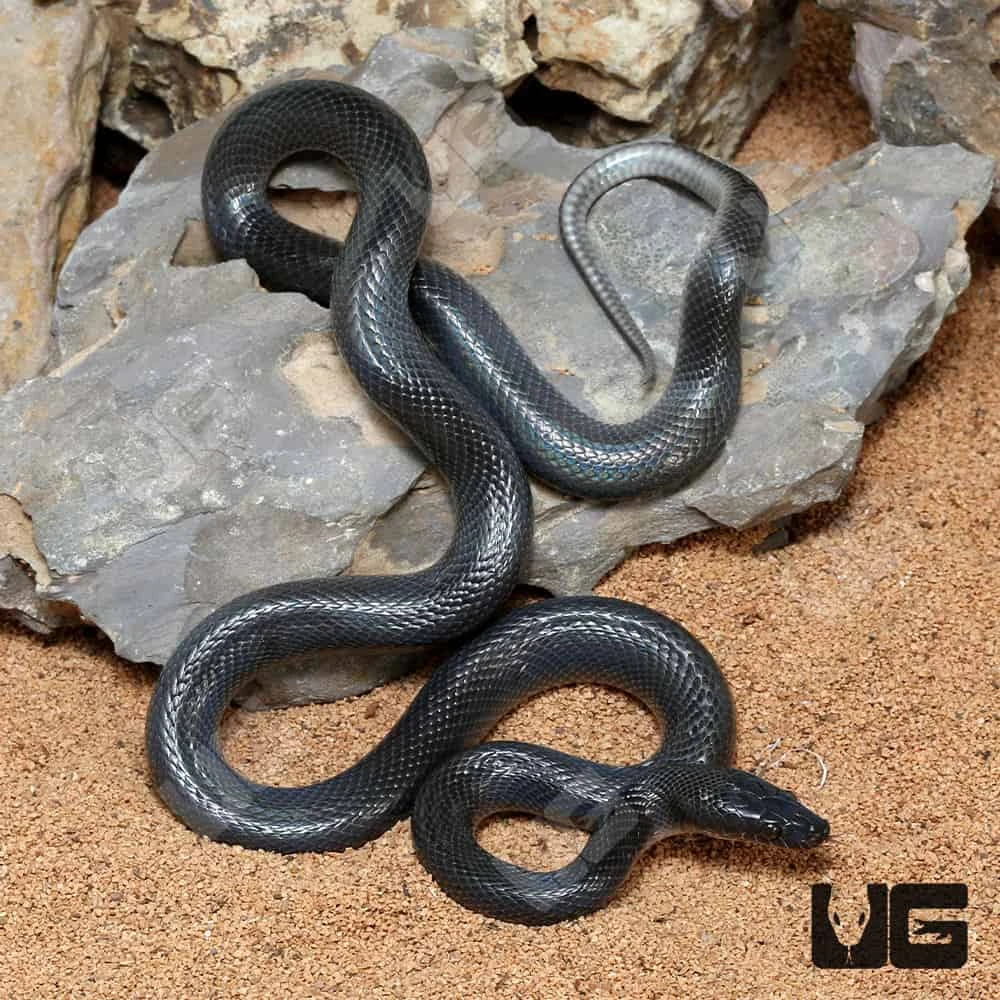 African Black House Snake