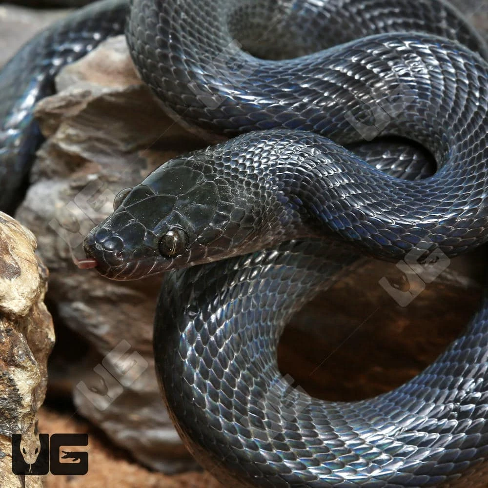 African Black House Snake - Image 2