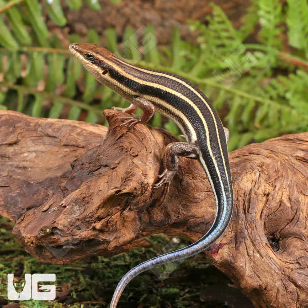 African Blue Tail Skink - Image 3