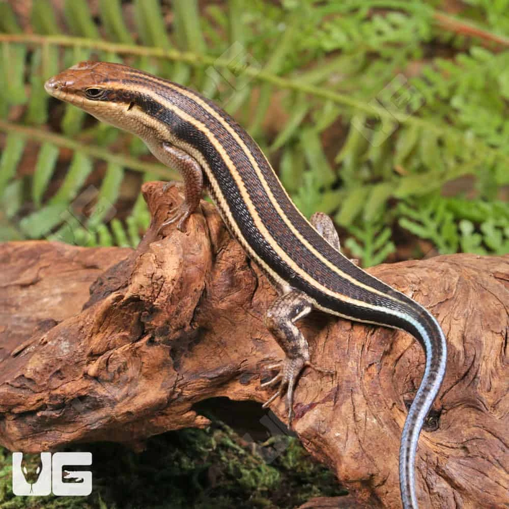 African Blue Tail Skink - Image 4