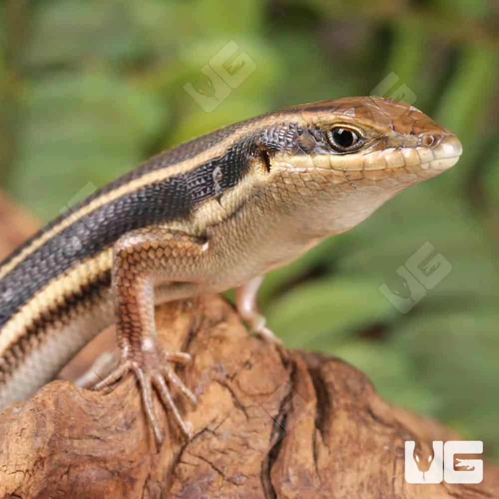 African Blue Tail Skink - Image 2