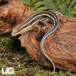 African Blue Tail Skink