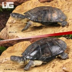 African Dwarf Mud Turtle
