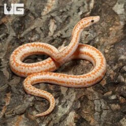 Baby Albino Boreggo Rosy Boa