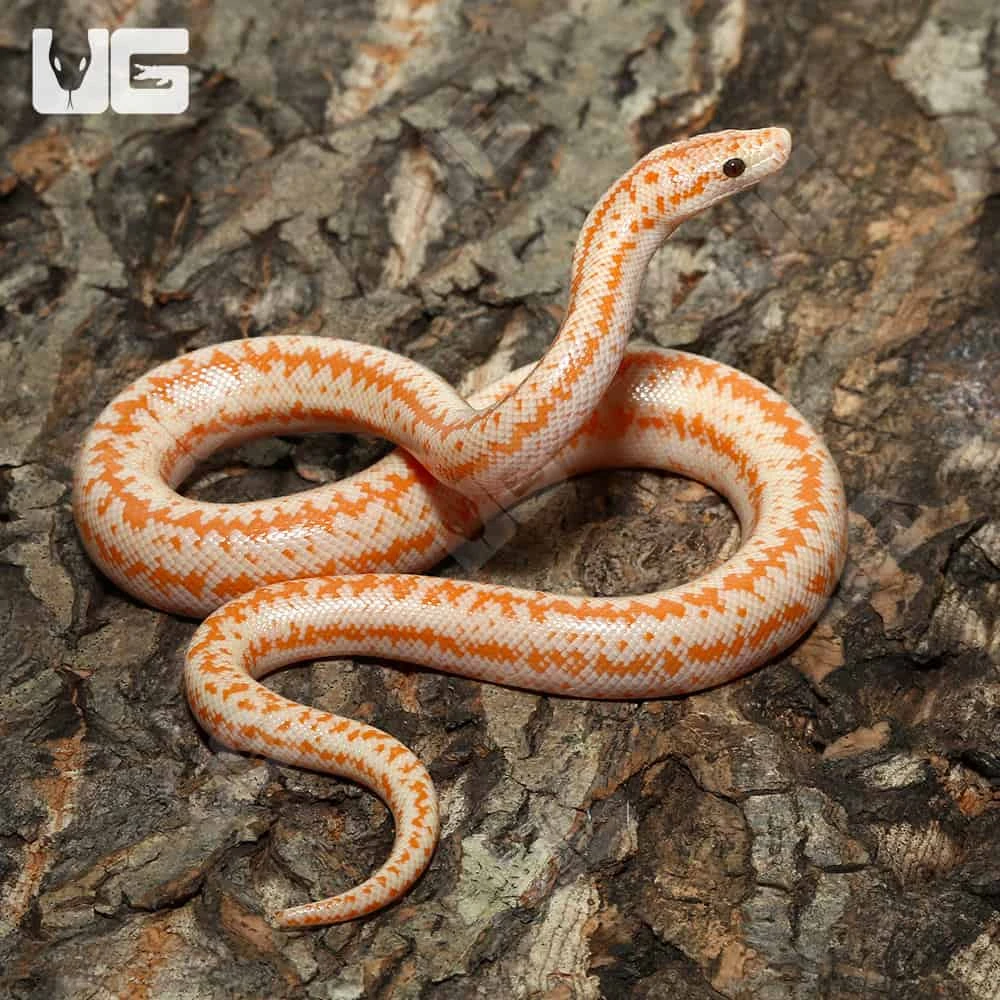 Baby Albino Boreggo Rosy Boa