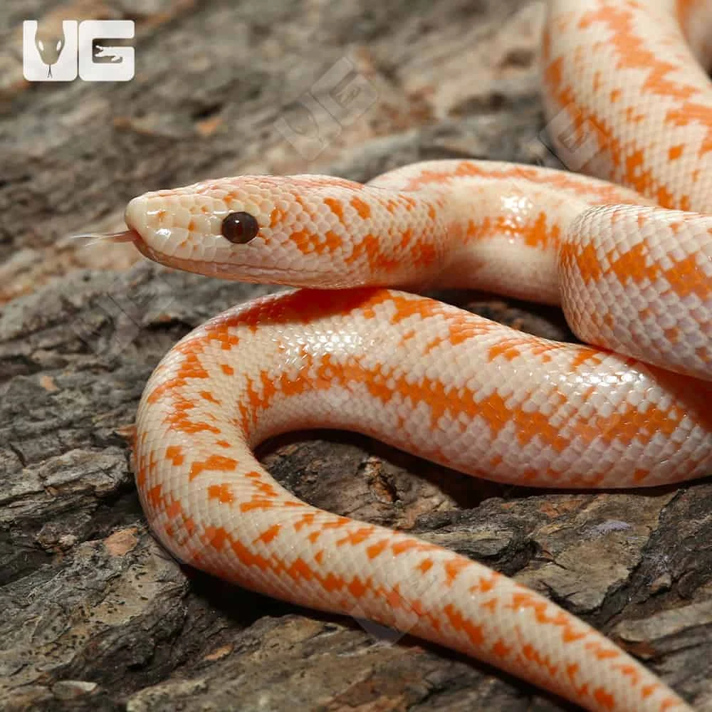 Baby Albino Boreggo Rosy Boa - Image 2