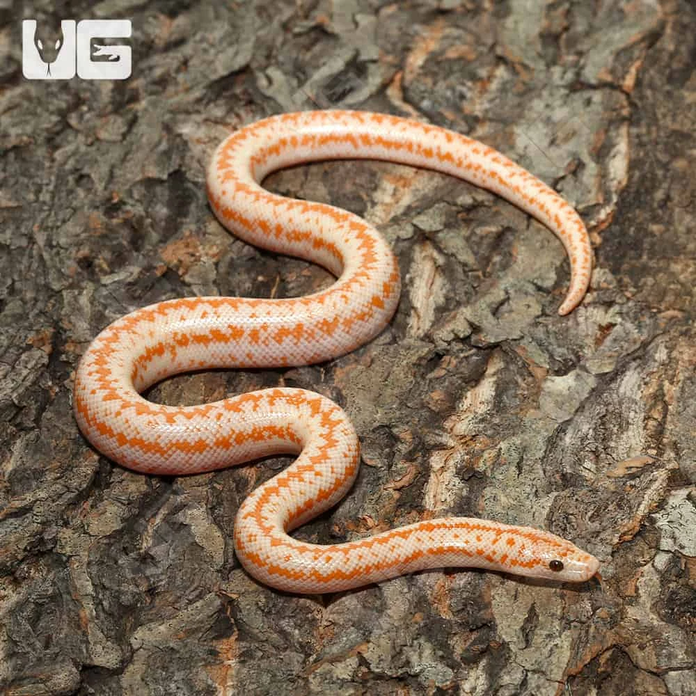 Baby Albino Boreggo Rosy Boa - Image 4