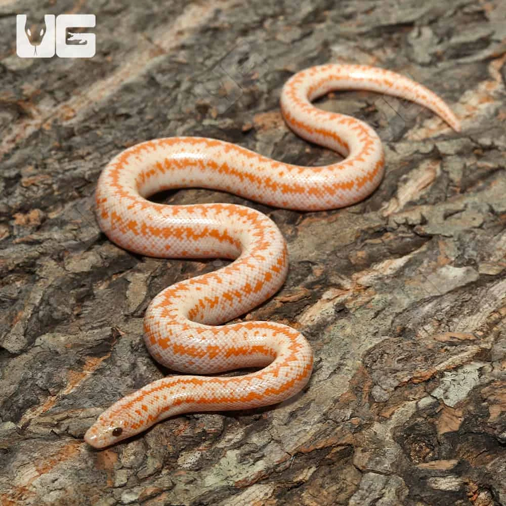 Baby Albino Boreggo Rosy Boa - Image 3