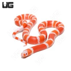 Baby Albino Tangerine Honduran Milksnake